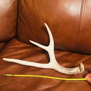 Natural Antler Decor. See attached video